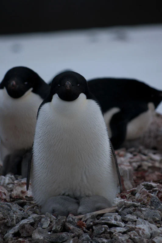 antarcticblogtwo69.jpg