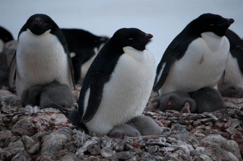 antarcticblogtwo70.jpg