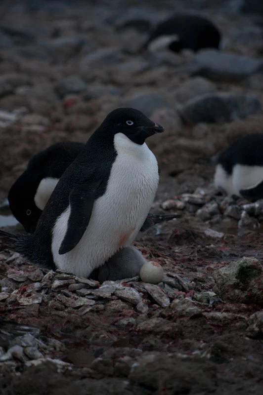 antarcticblogtwo71.jpg