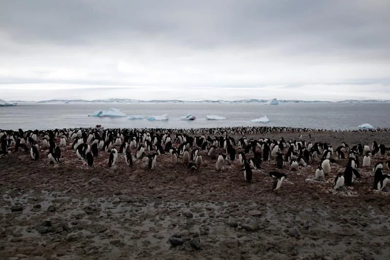 antarcticblogtwo72.jpg