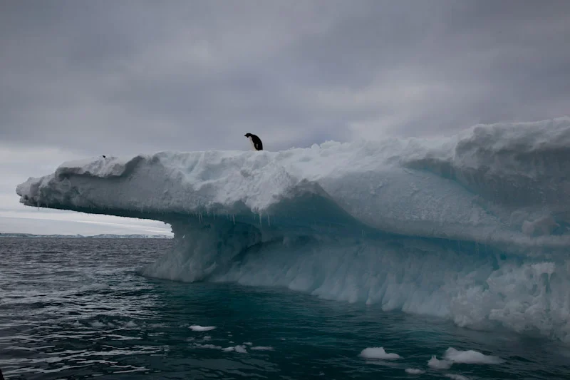 antarcticblogtwo80.jpg