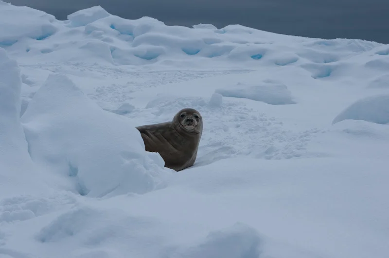 antarcticblogtwo20.jpg
