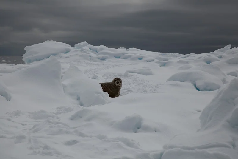 antarcticblogtwo21.jpg