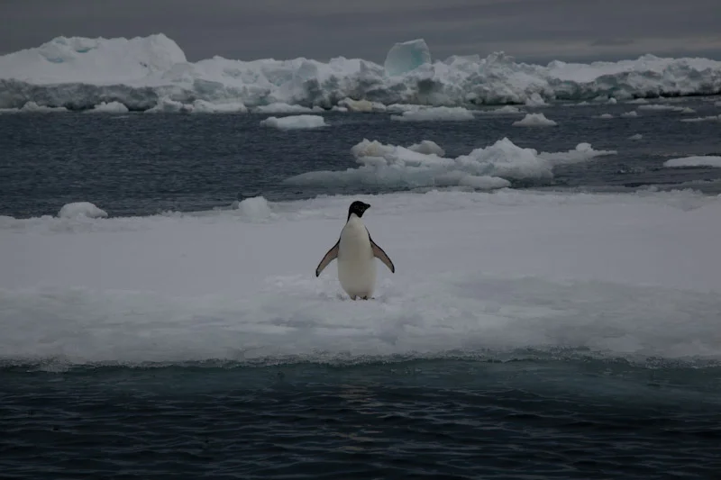 antarcticblogtwo30.jpg