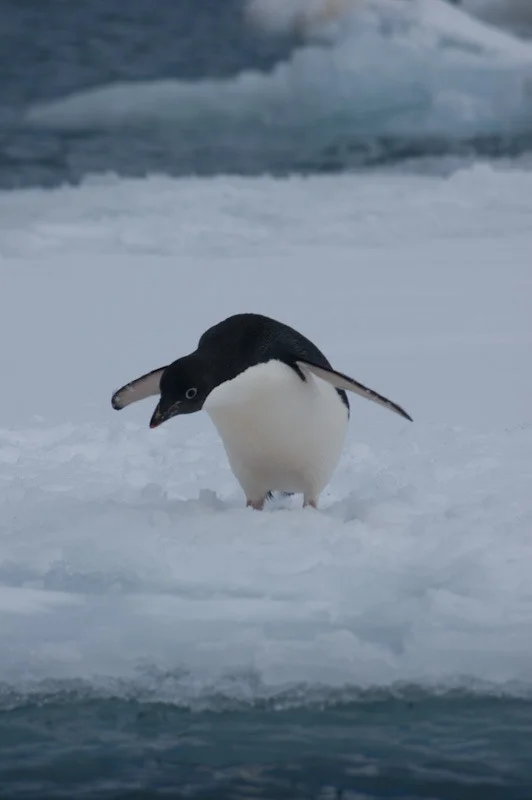 antarcticblogtwo29.jpg