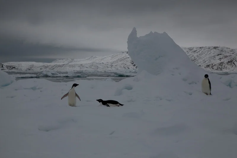 antarcticblogtwo25.jpg