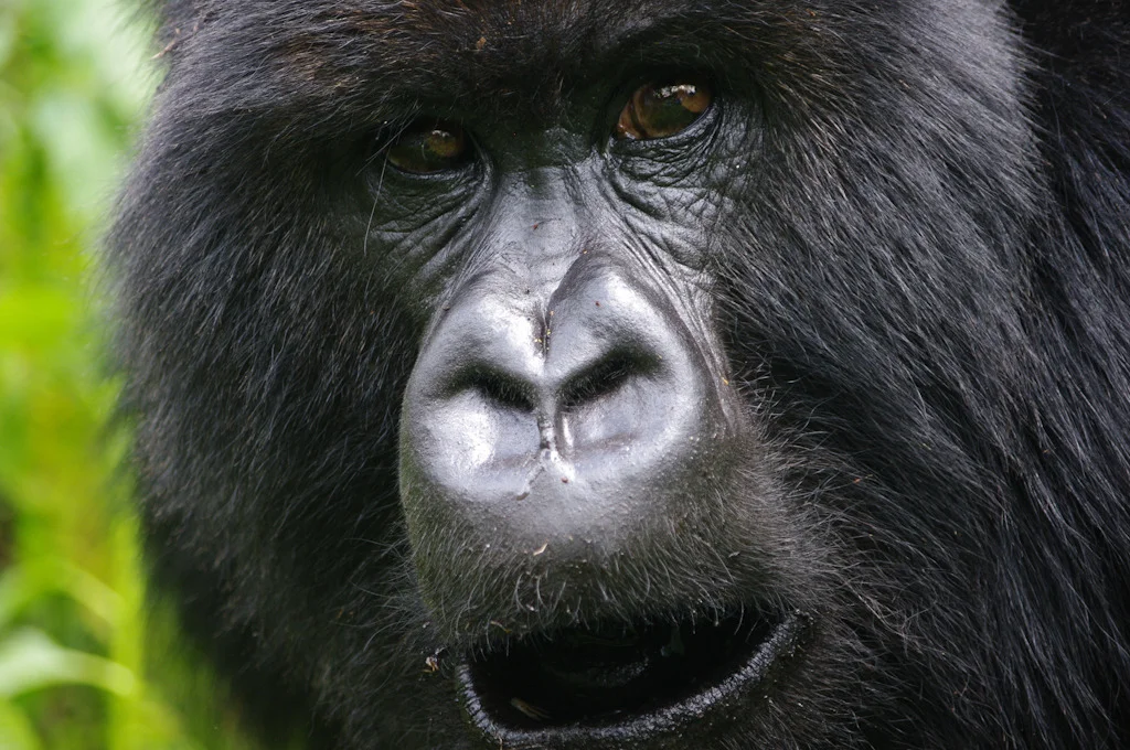 rwanda blog gallery-45.jpg