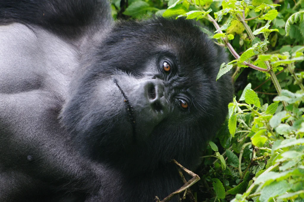 rwanda blog gallery-31.jpg