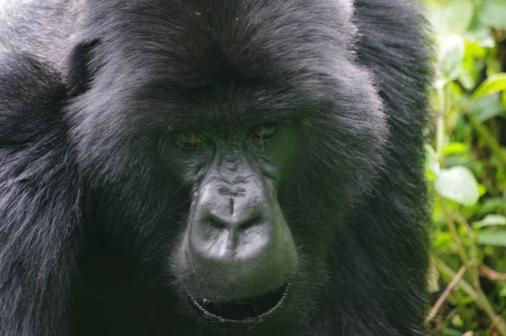 rwanda blog gallery-29.jpg
