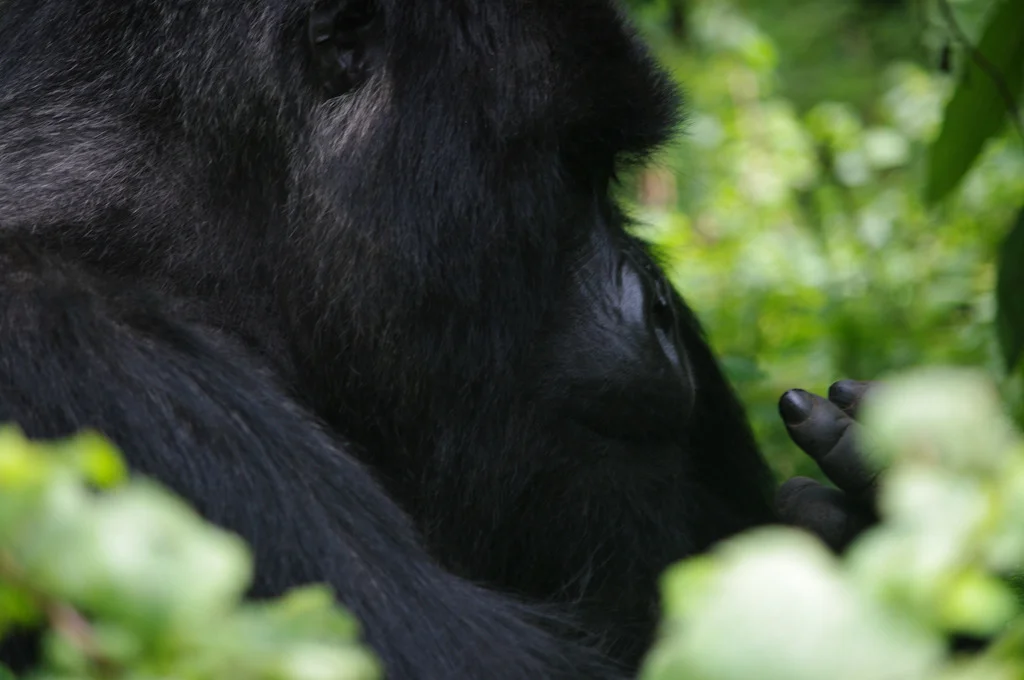 rwanda blog gallery-34.jpg
