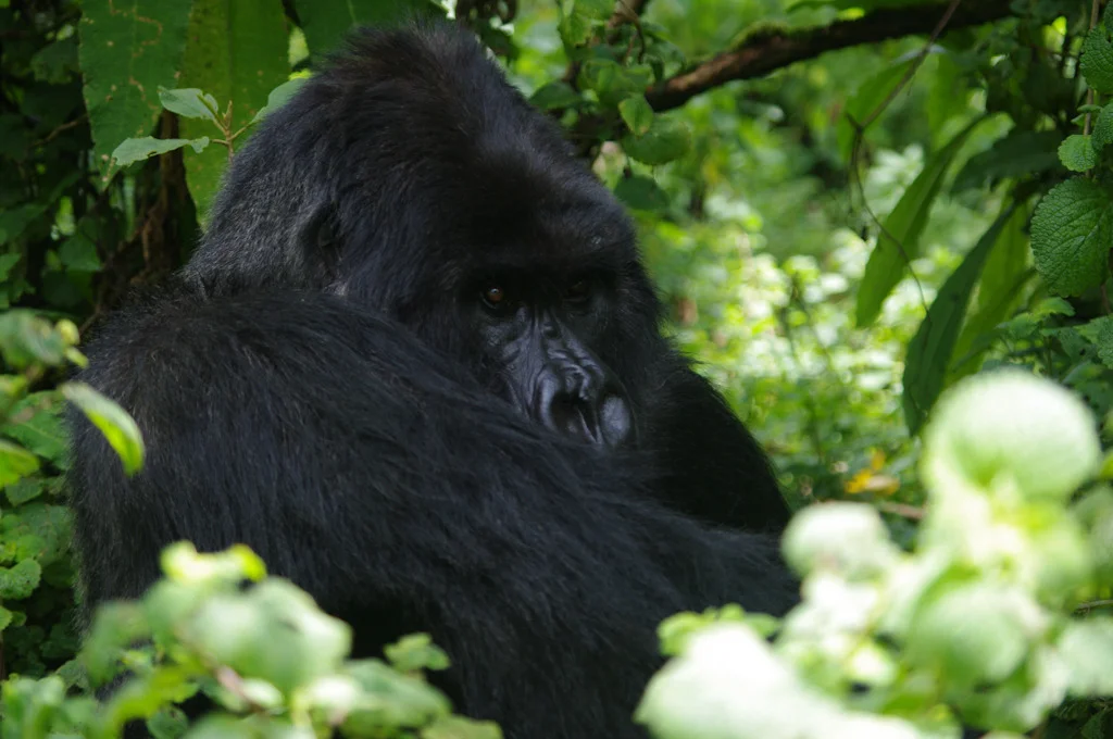 rwanda blog gallery-35.jpg
