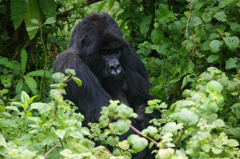 rwanda blog gallery-32.jpg