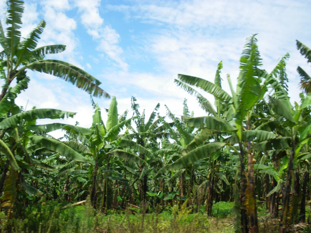 rwanda blog gallery-3.jpg