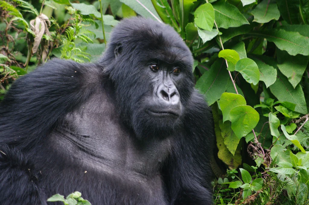rwanda blog gallery-36.jpg