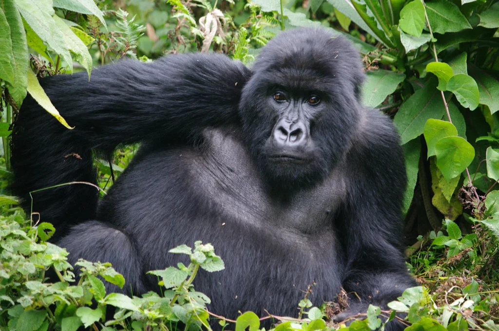 rwanda blog gallery-37.jpg