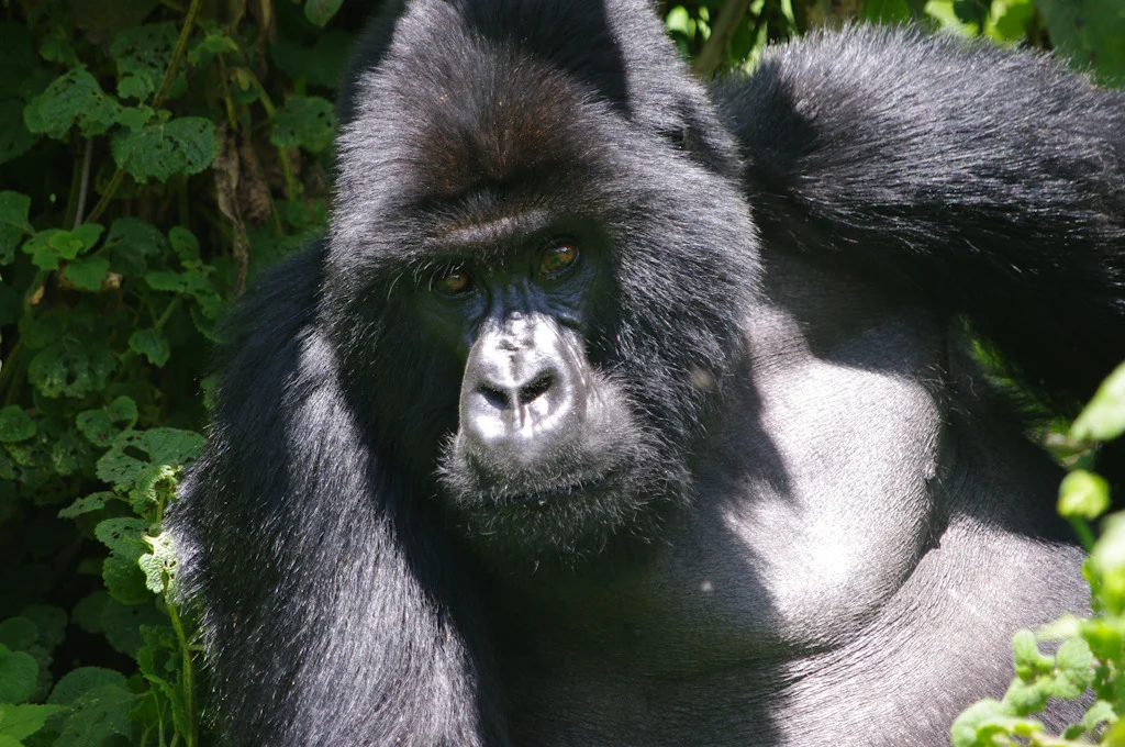 rwanda blog gallery-40.jpg