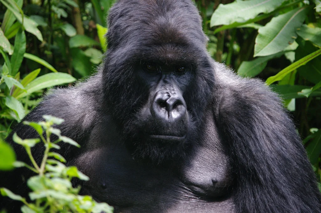 rwanda blog gallery-41.jpg