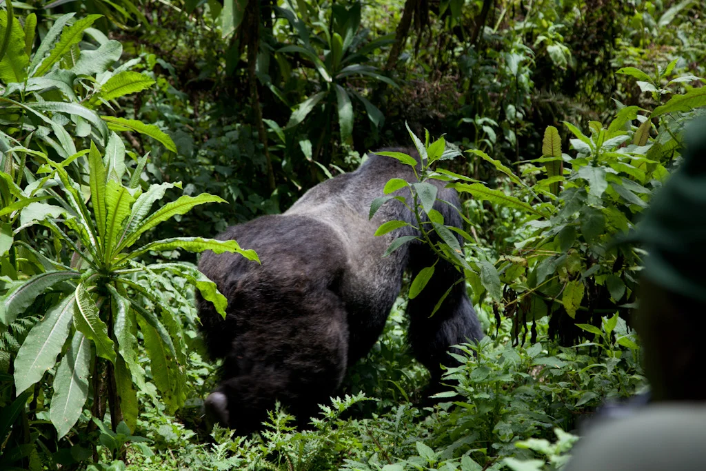 rwanda blog gallery-59.jpg