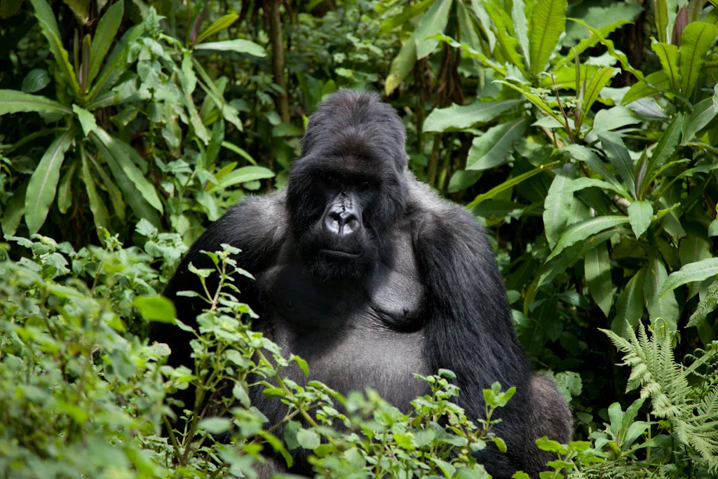 rwanda blog gallery-57.jpg
