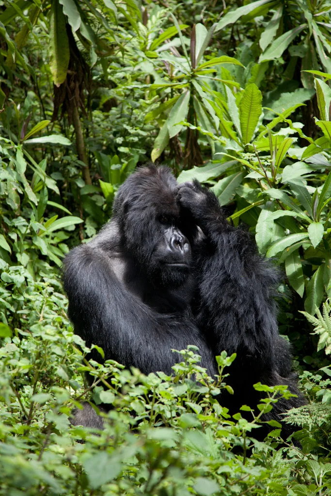 rwanda blog gallery-58.jpg