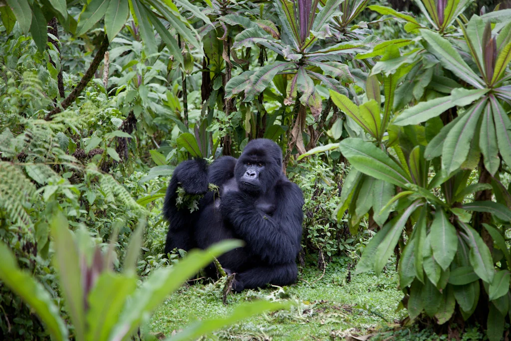 rwanda blog gallery-63.jpg