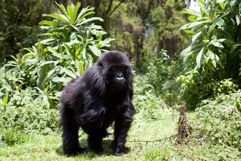 rwanda blog gallery-61.jpg