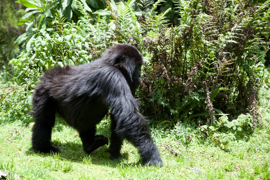 rwanda blog gallery-62.jpg