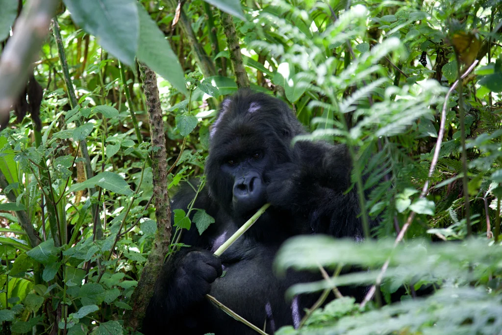 rwanda blog gallery-55.jpg