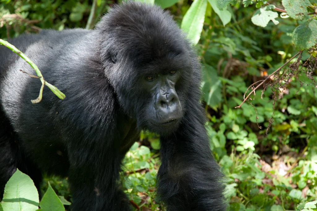 rwanda blog gallery-56.jpg