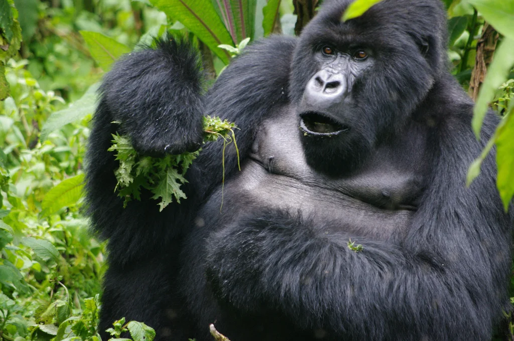 rwanda blog gallery-44.jpg