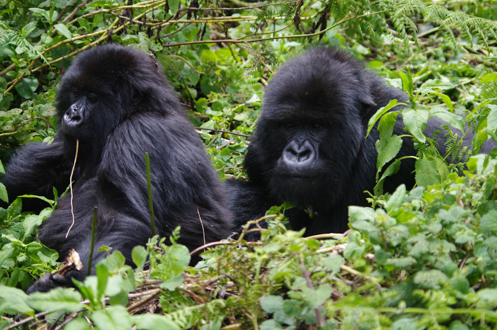 rwanda blog gallery-48.jpg