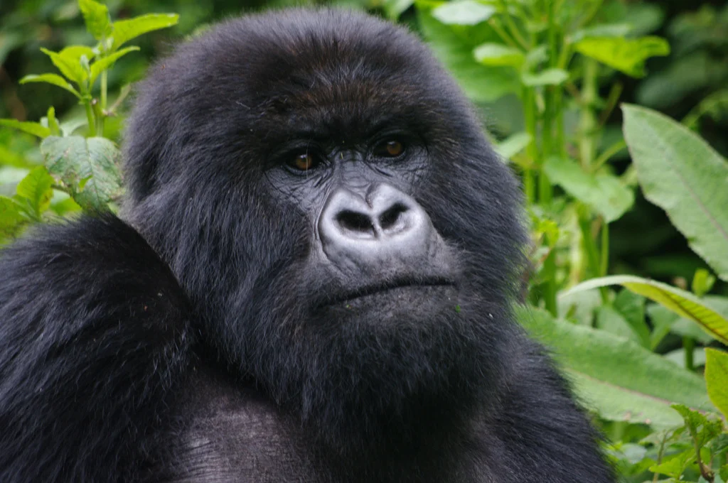 rwanda blog gallery-49.jpg