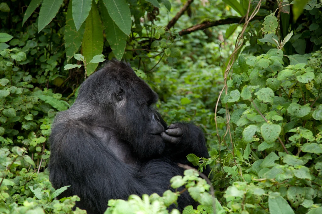 rwanda blog gallery-52.jpg