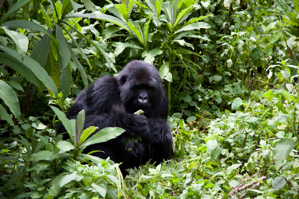 rwanda blog gallery-51.jpg