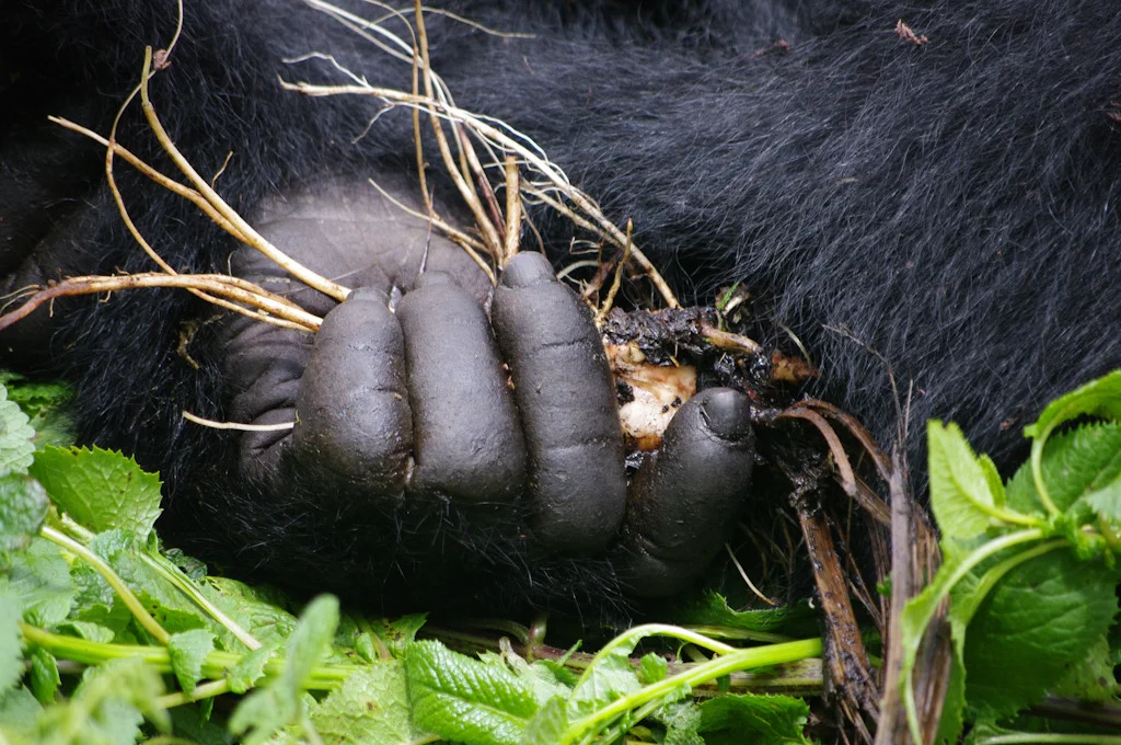 rwanda blog gallery-46.jpg