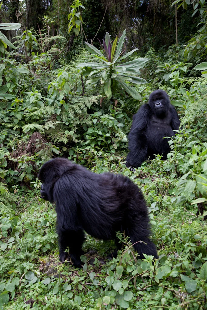 rwanda blog gallery-66.jpg