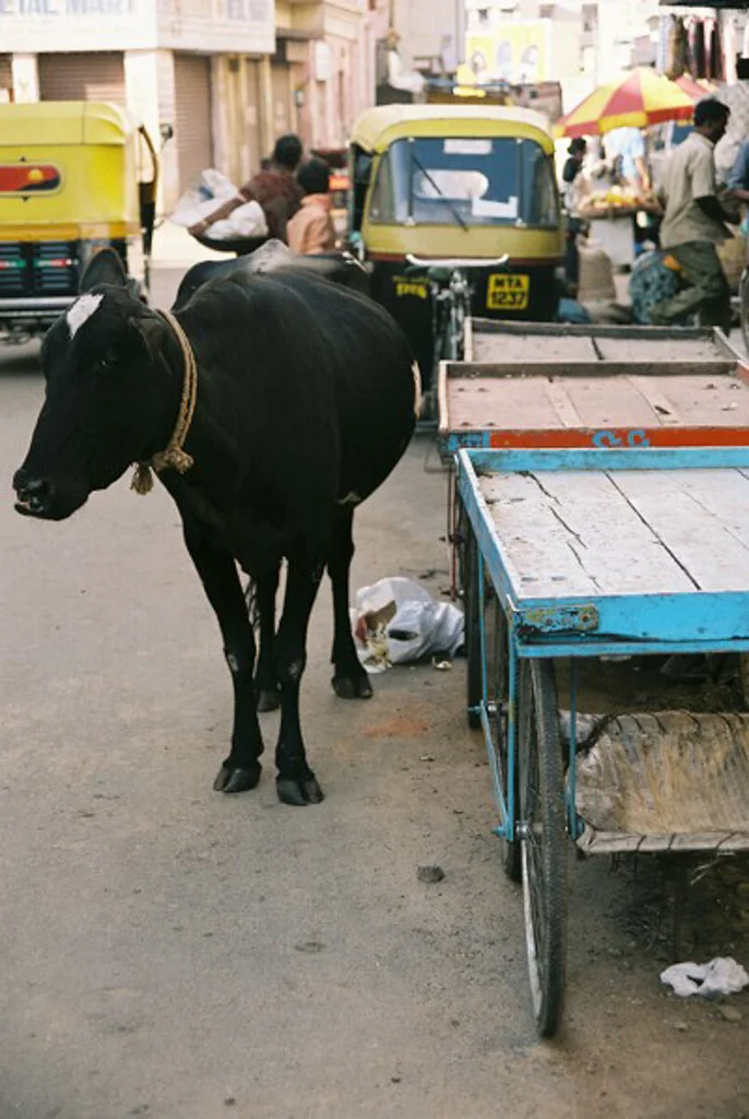 India 200526.jpg