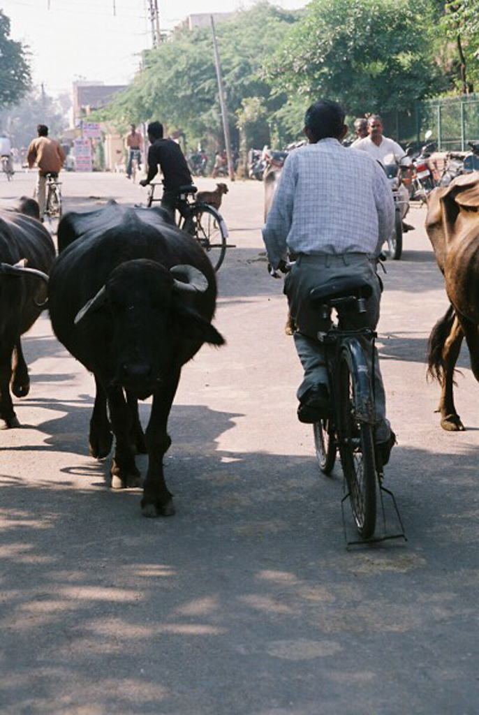 India 200582.jpg