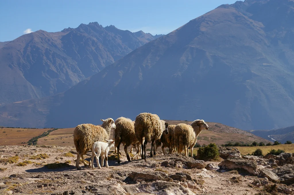 peru26.jpg