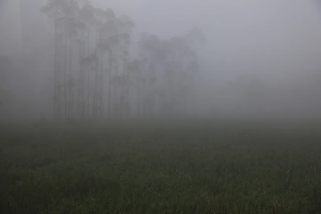 landscapesafrikafm4.jpg