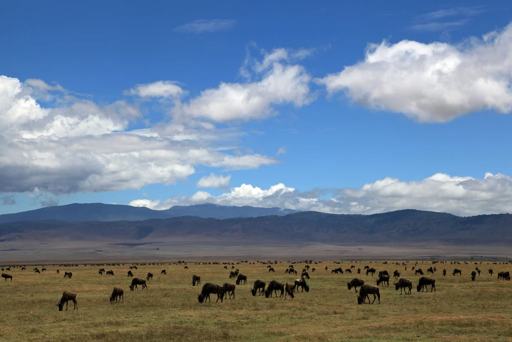 landscapesafrikafm10.jpg