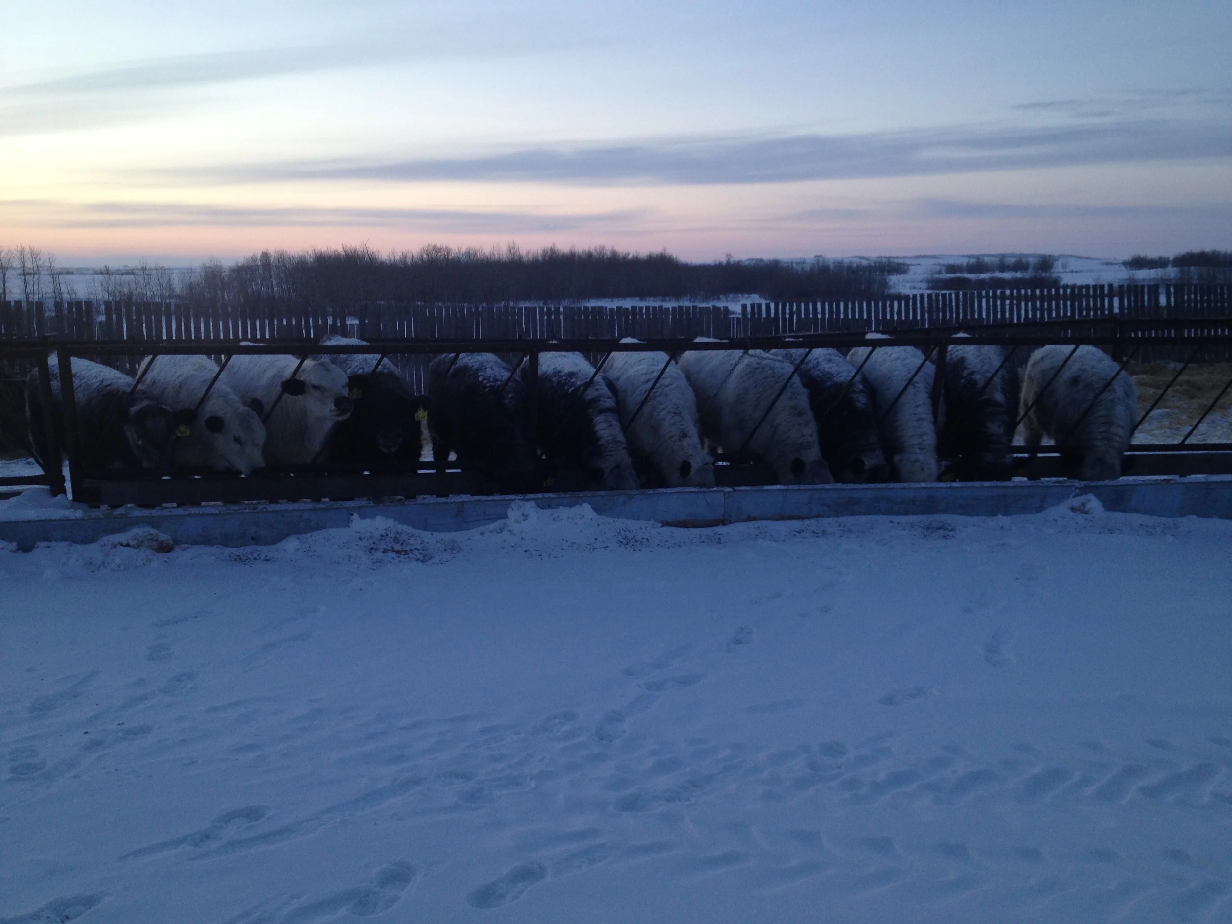  Please give us a call if you’re looking for bulls! 
