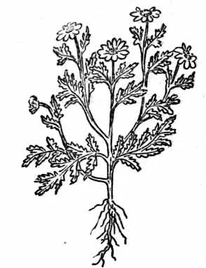 camomile.jpg