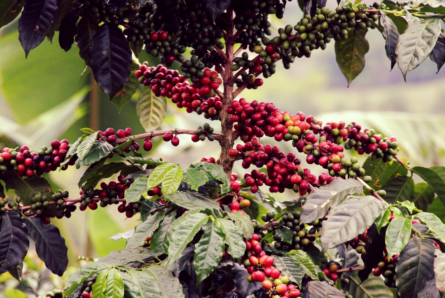 Juicy coffee tree in Don Rafael's plantation