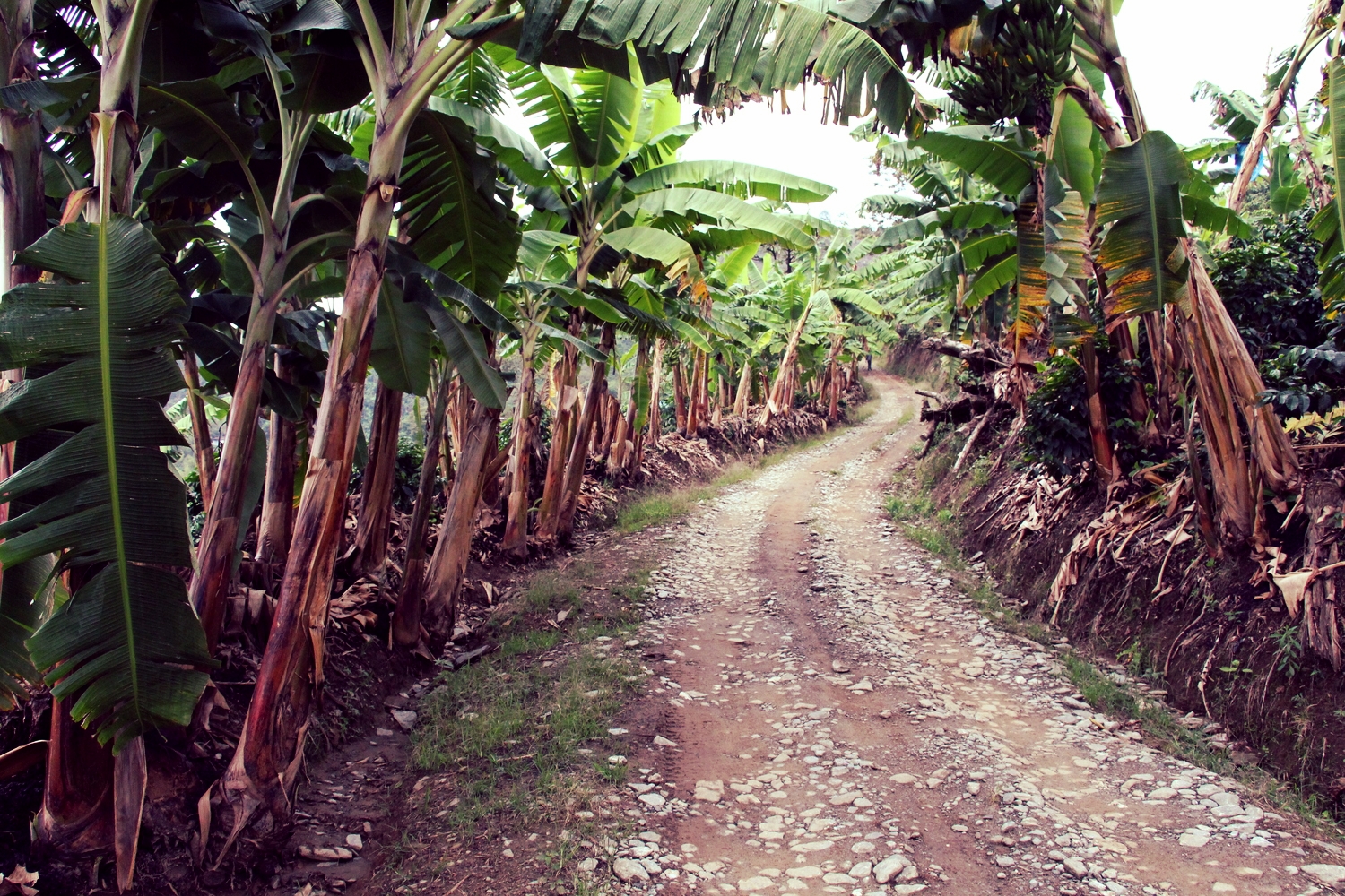 A narrow, banana-lined road through Don Rafael's finca