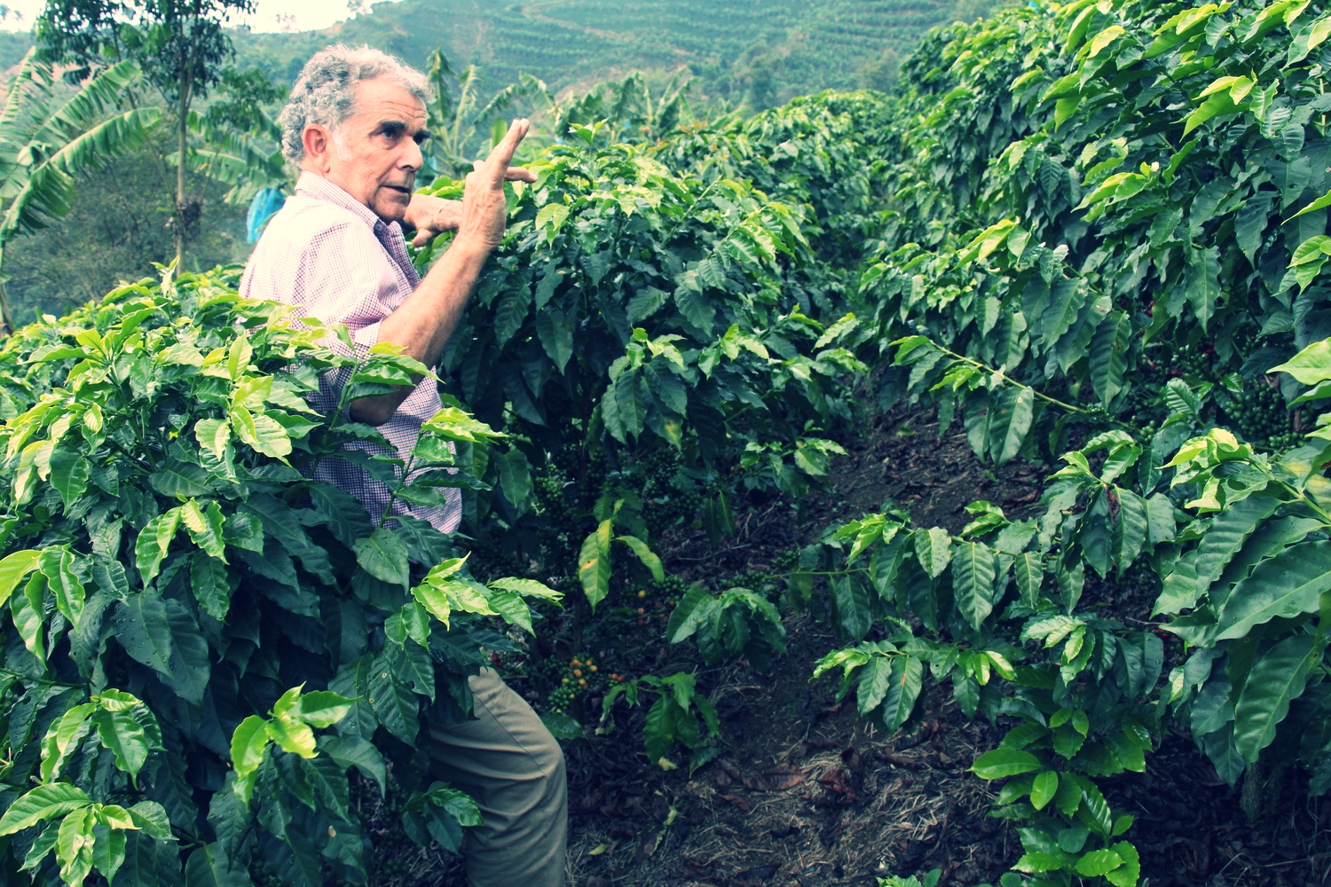 Don Rafael explaining coffee tree growth