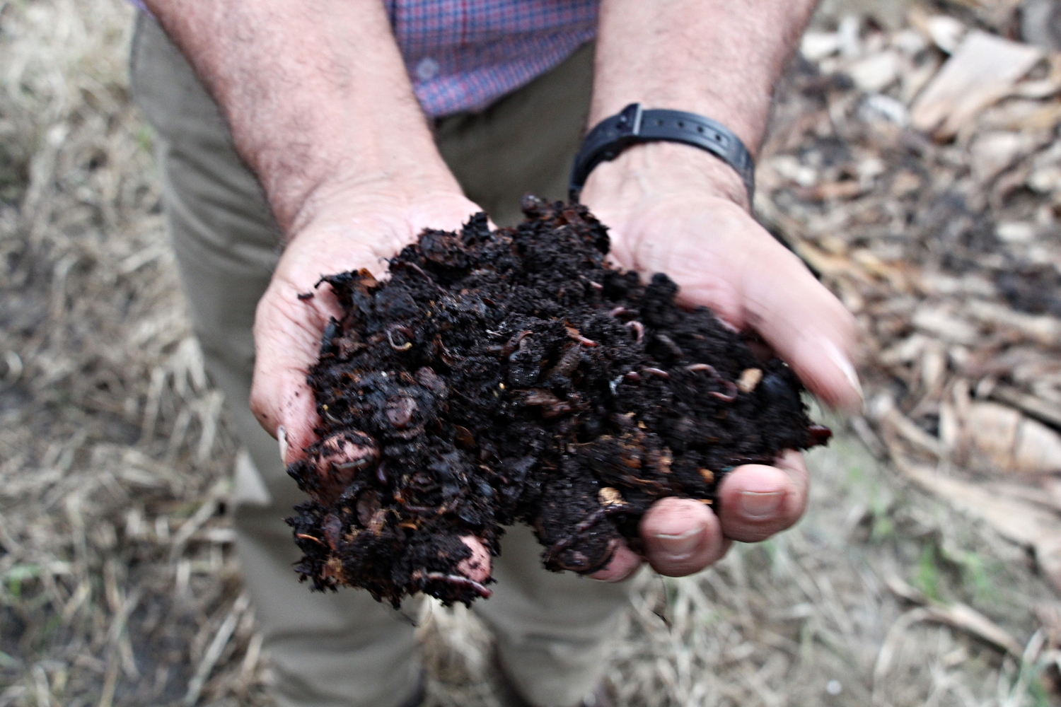 When ready, the fertile compost is spread throughout the finca