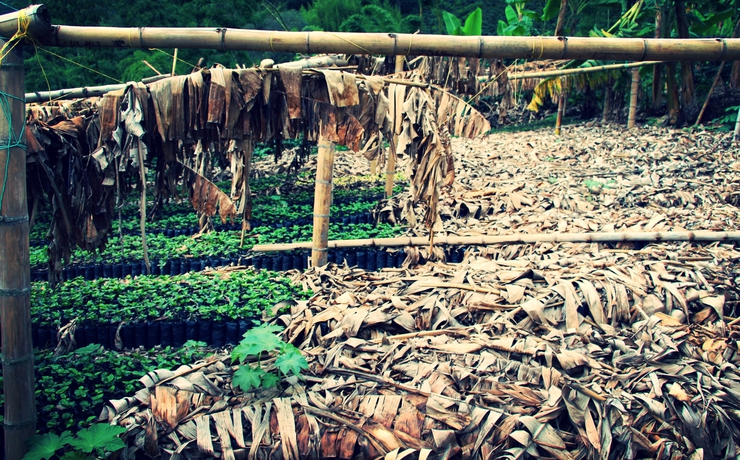 Baby coffee plants: sown in compost and covered in banana leaves