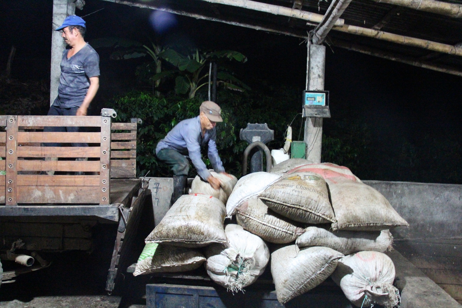 Unloading the daily harvest