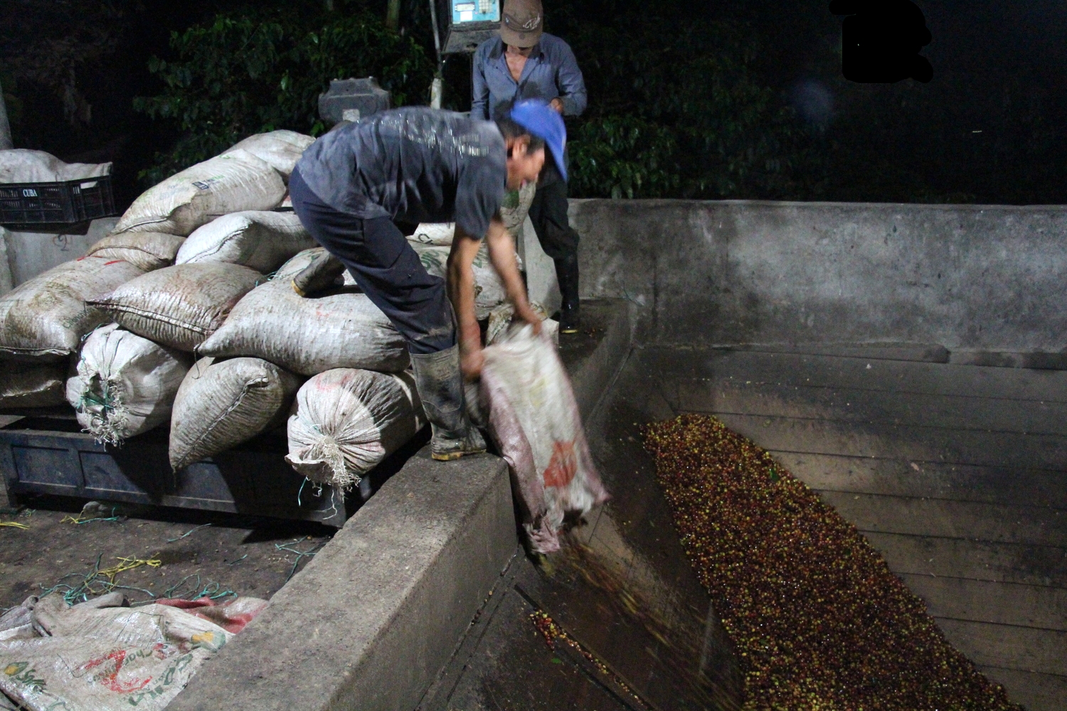 Tipping coffee into the vat